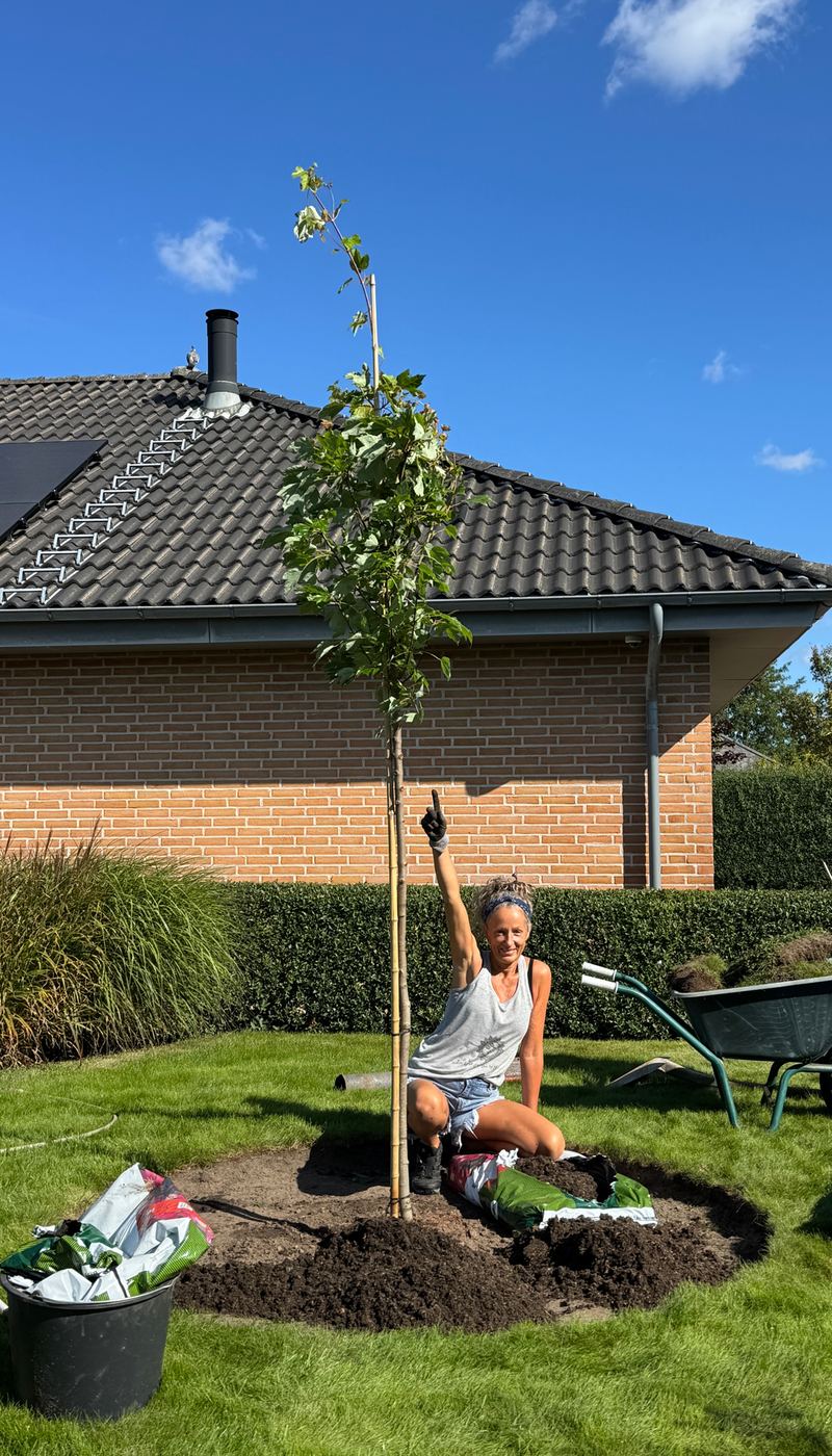 Tina planter et træ i haven